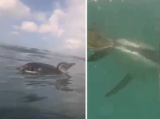 Imagem - VÍDEO: pinguim é flagrado nadando em praia no Rio Vermelho