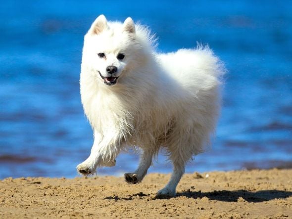 Imagem - 4 características do cachorro da raça spitz japonês