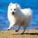 Imagem - 4 características do cachorro da raça spitz japonês