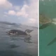 Imagem - VÍDEO: pinguim é flagrado nadando em praia no Rio Vermelho