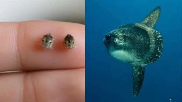 Apesar de sua aparência colossal, este peixe é um gigante gentil. Ele se alimenta de águas-vivas e flutua pacificamente perto da superfície