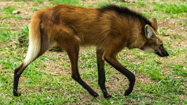 Lobos-guará adoram essa frutinha