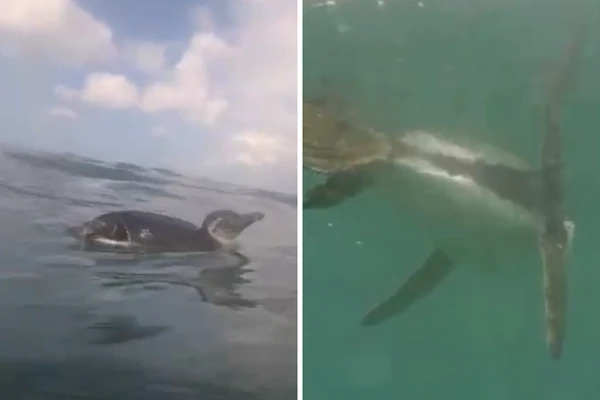 pinguim é flagrado nadando em praia no Rio Vermelho