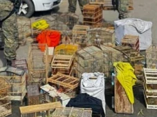 Imagem - Mais de 100 aves silvestres são resgatadas de comércio ilegal na Bahia