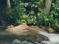 Imagem - Momento em que sucuri gigante passa por banhistas é captado em vídeo