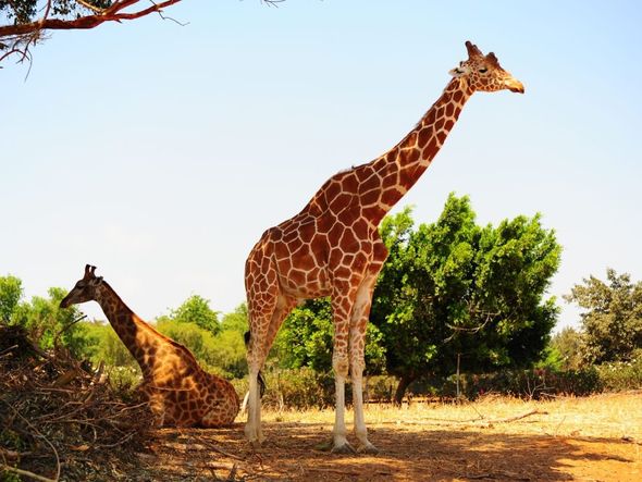 Imagem - Confira oito curiosidades interessantes sobre as girafas
