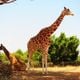 Imagem - Confira oito curiosidades interessantes sobre as girafas