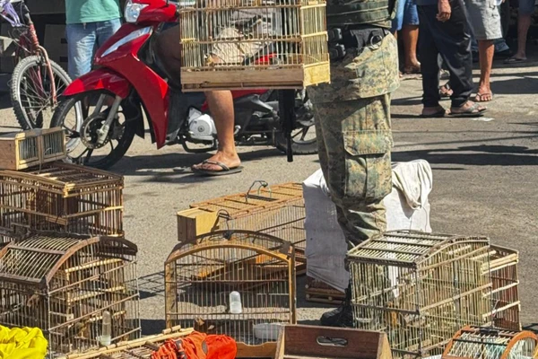 Aves foram resgatados em Alagoinhas por Reprodução