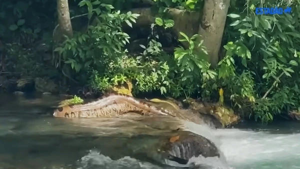 Flagra impressiona ao mostrar sucuri gigante em meio a águas cristalinas