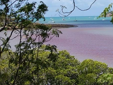 Imagem - Mar de sangue? Descubra o que é o fenômeno de potencial tóxico que assusta moradores e turistas no litoral