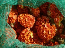 Imagem - Bonitinho, mas ordinário: por que esse coral virou dor de cabeça séria no litoral?