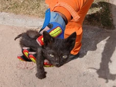 Imagem - Bombeiros resgatam filhotes de gato presos em bueiro na Bahia