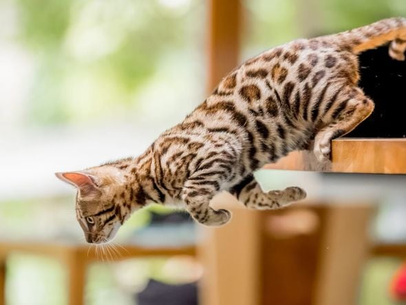 Imagem - Pega essa dica: 10 nomes para gatos com muita energia