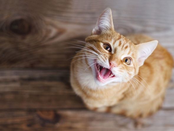 Imagem - 10 coisas que você precisa saber antes de decidir ter um gato