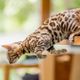 Imagem - Pega essa dica: 10 nomes para gatos com muita energia
