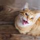 Imagem - 10 coisas que você precisa saber antes de decidir ter um gato