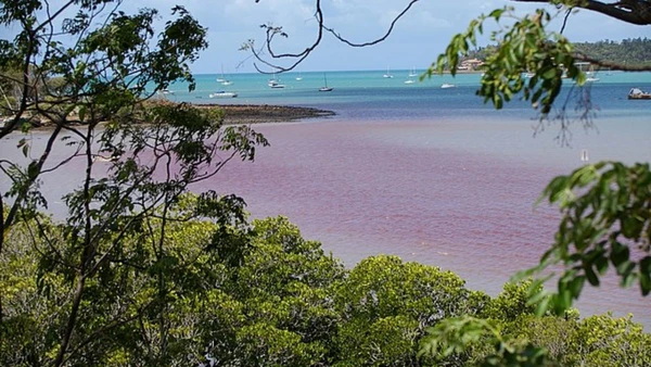 Cientistas investigam fenômeno raro que tinge o mar de vermelho
