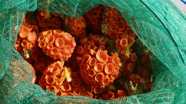 Coral invasor assombra litoral paulista