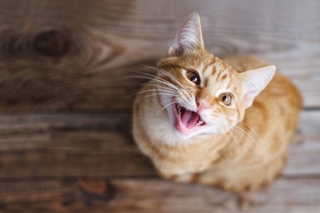 Zuzu é um ótimo nome para gatos que adoram miar e atrair atenção (Imagem: savitskaya iryna | Shutterstock)