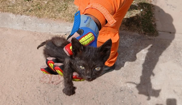 Um dos gatinhos após o resgate de dentro do bueiro