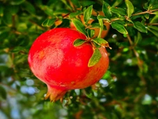 Imagem - Quem tem mais de 50 anos deve comer essa fruta sempre, diz neurologista