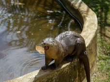 Imagem - Veja como está lontra atacada por cães que foi acolhida no zoológico de Salvador