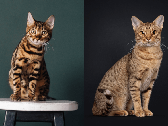 Imagem - Confira sete diferenças entre os gatos das raças bengal e ocicat