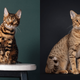 Imagem - Confira sete diferenças entre os gatos das raças bengal e ocicat