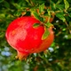 Imagem - Quem tem mais de 50 anos deve comer essa fruta sempre, diz neurologista