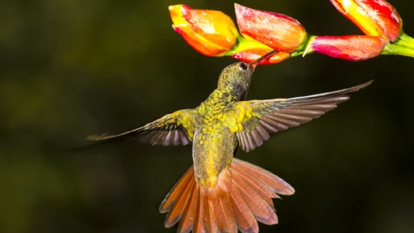Cientistas ainda buscam respostas para o fenômeno em aves australianas