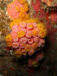 Coral-sol por Divulgação