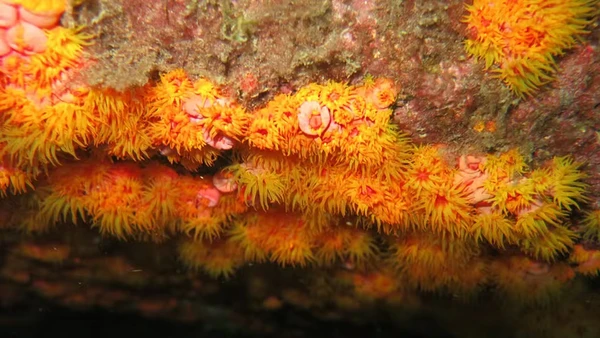 Coral-sol por Divulgação