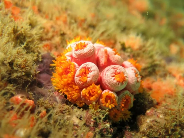 Coral-sol por Divulgação