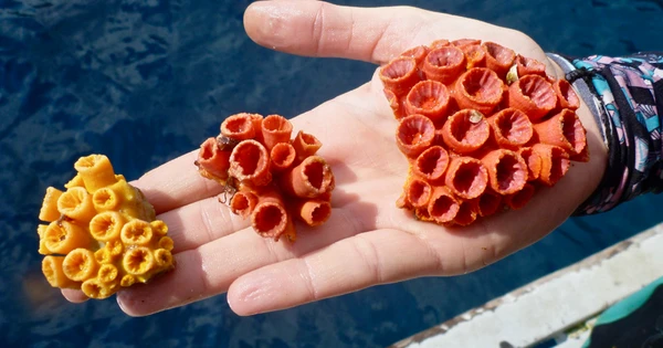 Coral-sol por Divulgação