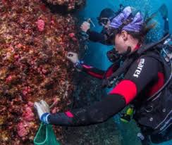 Coral-sol por Divulgação