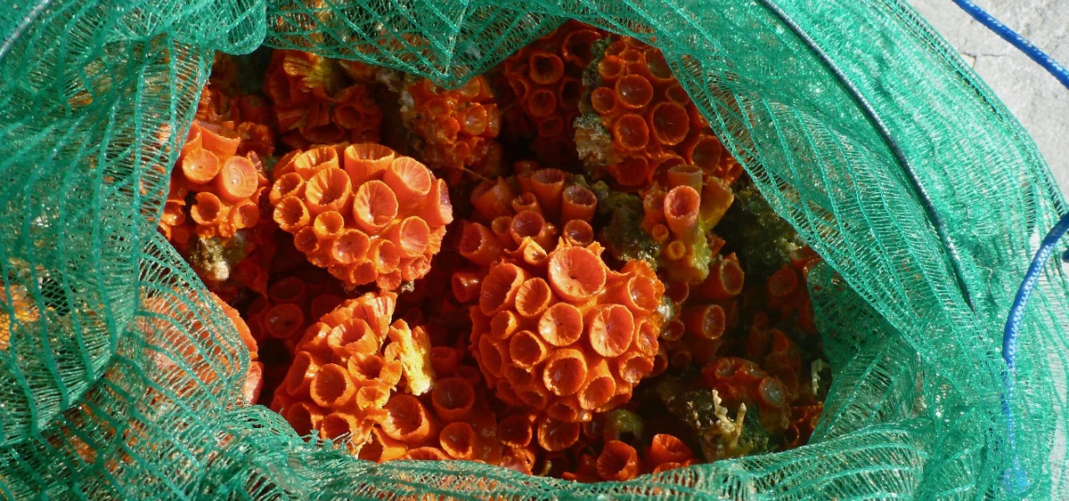 Coral-sol por Divulgação