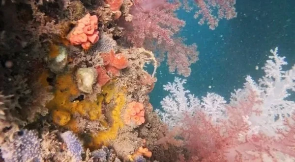 Coral-sol por Divulgação