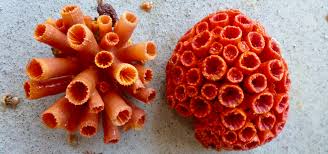 Coral-sol por Divulgação