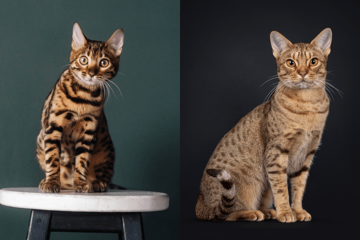 Essas raças podem ser facilmente confundidas, mas elas têm diversas diferenças (Imagem: NASTIA KHITIAEVA e Nynke van Holten | Shutterstock) 