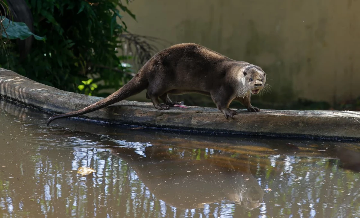 Especialistas estimam que animal está com 8 anos
