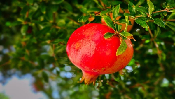 Fatores que fazem da romã uma das frutas mais recomendadas por especialistas