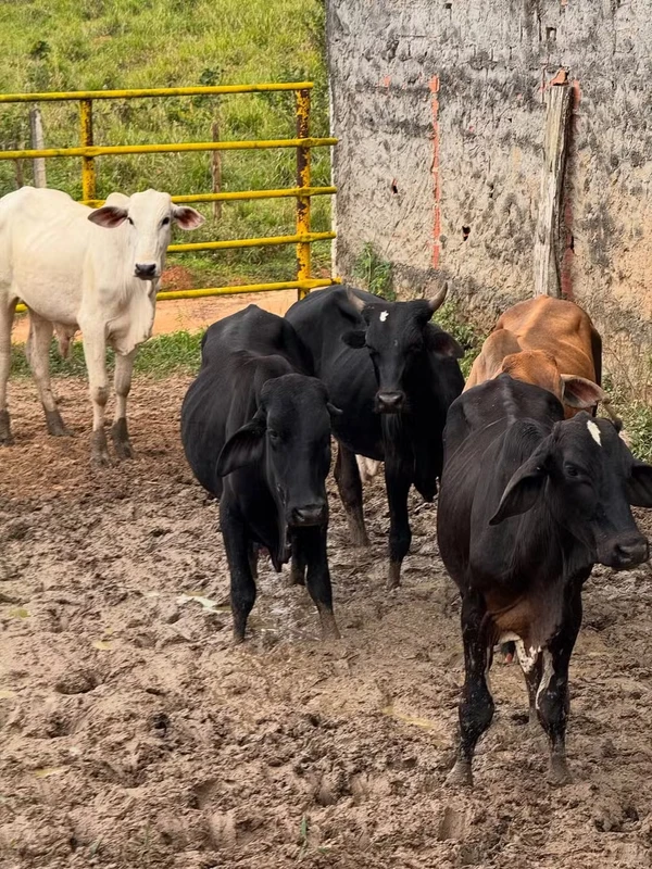 Fazenda do Davi por Reprodução/Instgram
