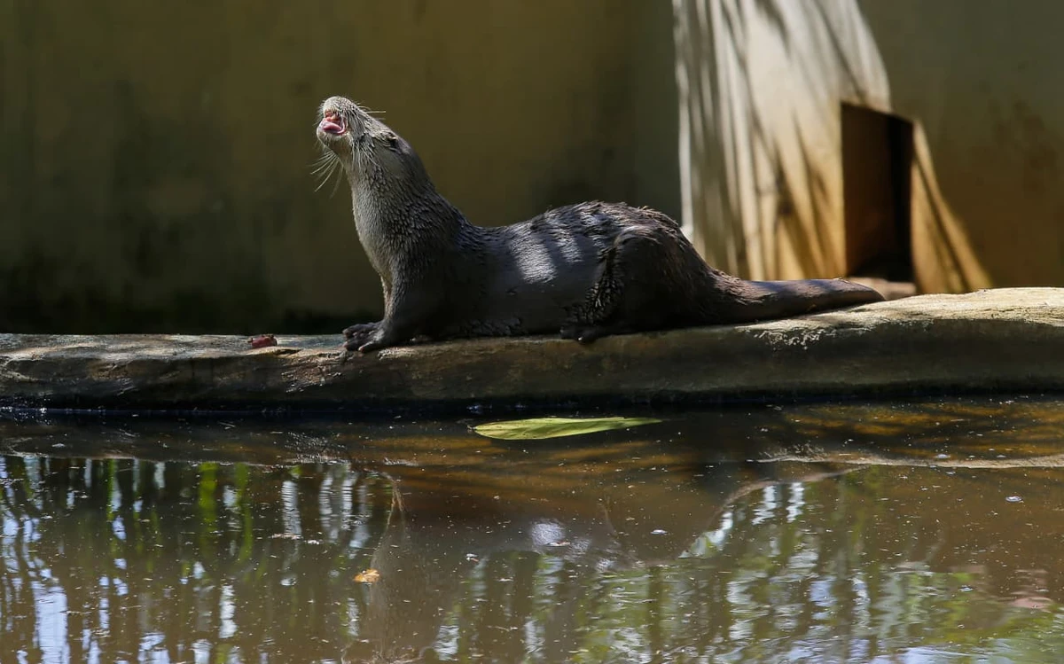 Lontra por Arisson Marinho/CORREIO