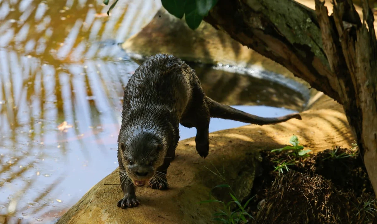 Lontra por Arisson Marinho/CORREIO
