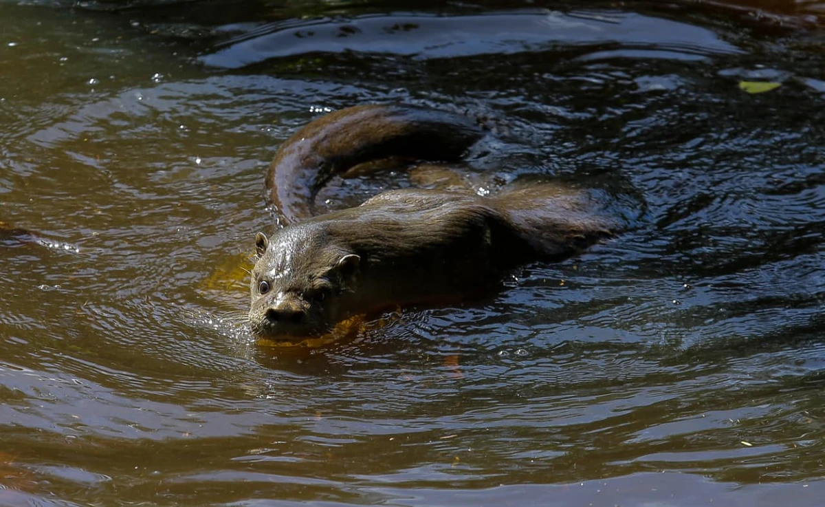 Lontra por Arisson Marinho/CORREIO