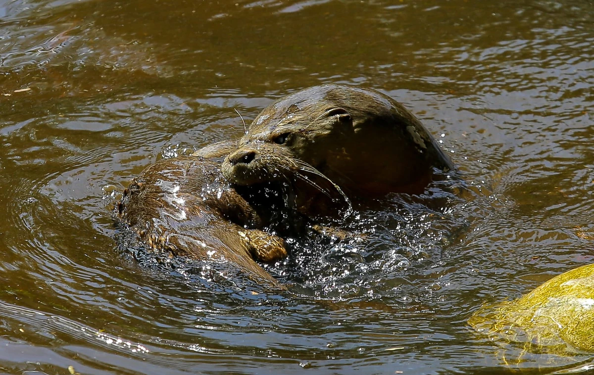 Lontra por Arisson Marinho/CORREIO