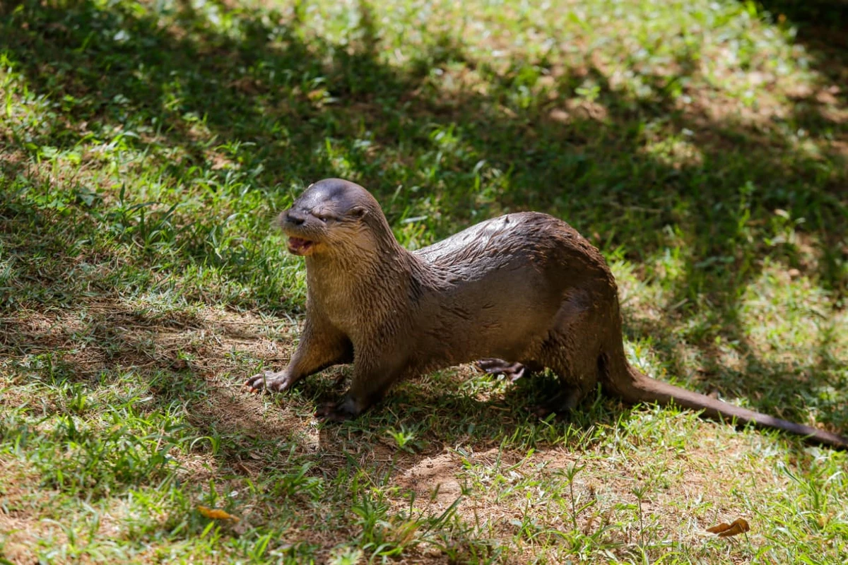 Lontra por Arisson Marinho/CORREIO