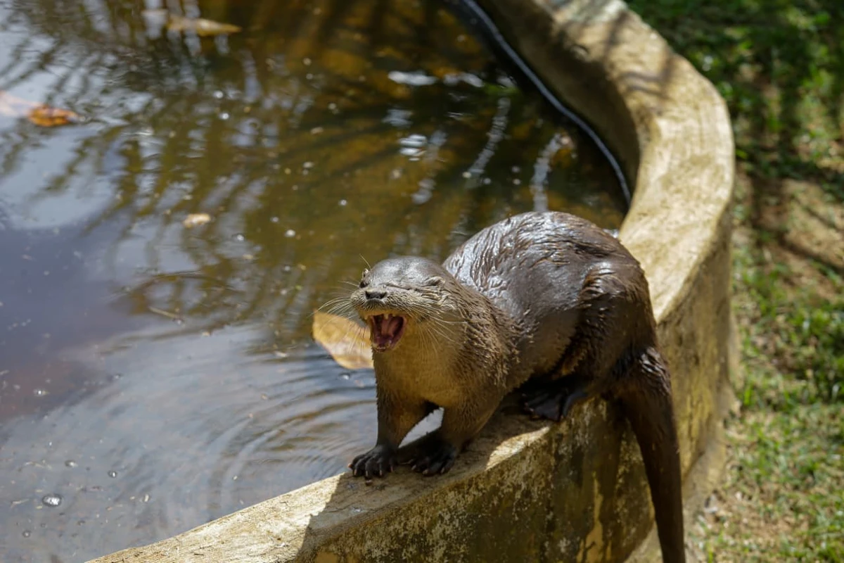 Lontra perdeu a visão do olho esquerdo no ataque