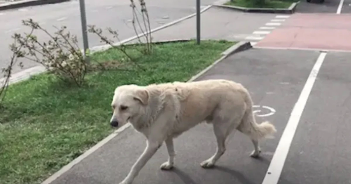 Imagem - Cadela emociona ao encontrar cobertor de tutora em parque; confira história