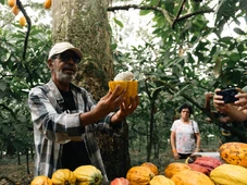Imagem - Da terra ao chocolate: o caminho do cacau para virar doce em Ilhéus